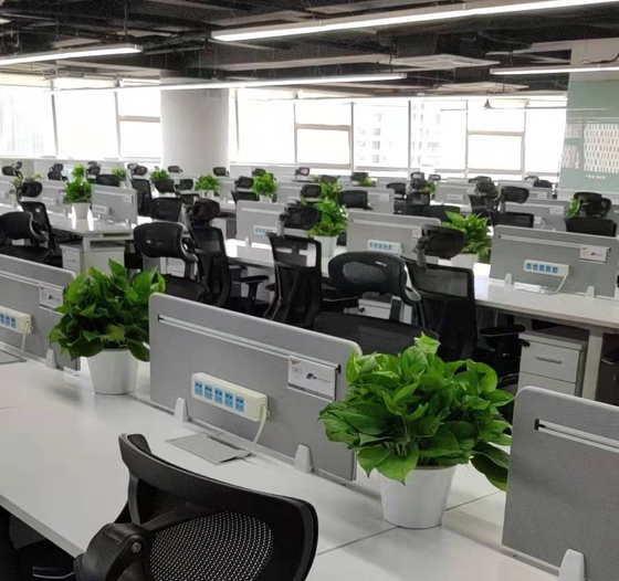 辦公室綠植租擺